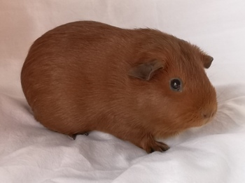 Niffers Santana350brukes.jpg